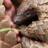 Loài tê tê: Hành trình của Kulu - Netflix